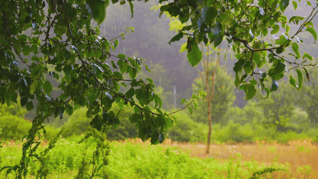 Rain falling on lush green leaves