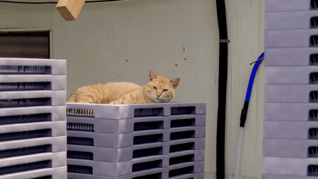 플라스틱 상자 위에 쉬고 있는 고양이