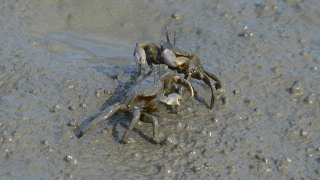 Crabs on the mud of the tidal flats where it lives