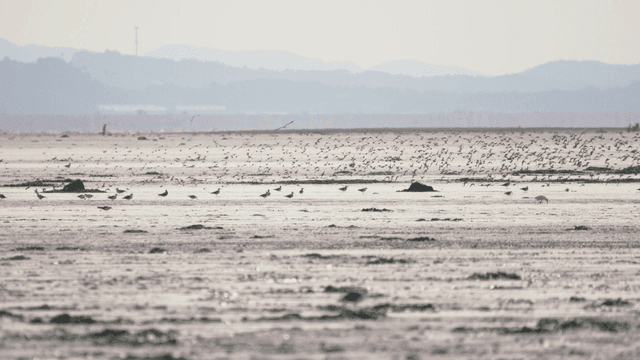 Flock of birds flying over the wide tidal flat
