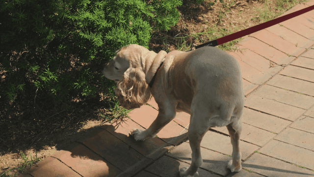 맑은 날 개를 산책시키는 사람