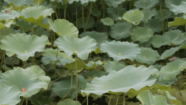 Wide green lotus leaves on pond