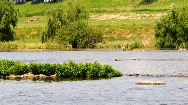 Serene Stream with Heron and Greenery