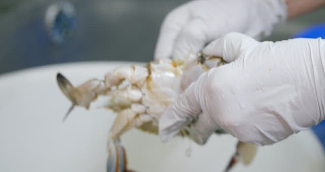 Preparing Fresh Crab in the Kitchen