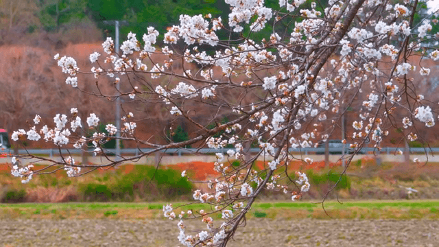 Cherry blossoms blooming in the countryside