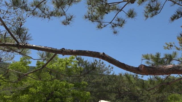 푸른 자연 속 평화로운 캠핑장