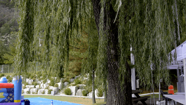 Willow tree hanging over a quiet yard