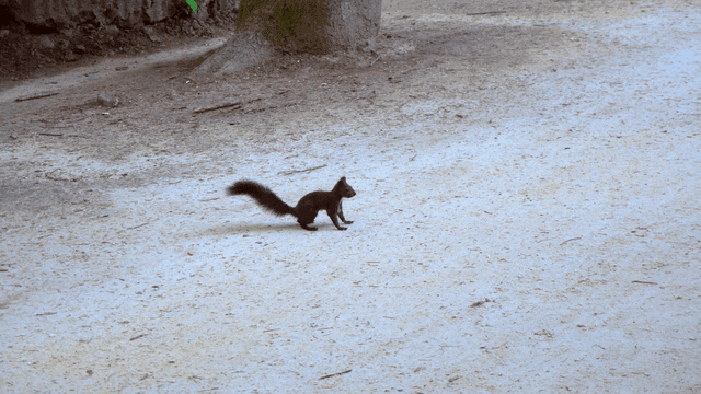 숲길을 달리는 청설모