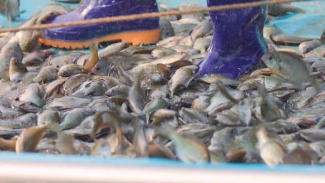 Fisherman in rubber boots standing among freshly caught fish