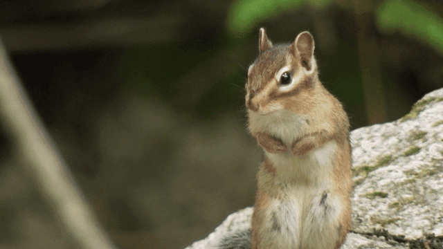 Chipmunk sitting on a mossy rock