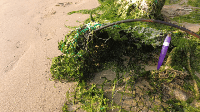 Seaweed and debris on a sandy beach