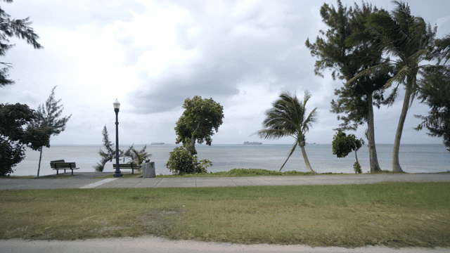 야자수와 바다가 있는 고요한 해변 주행