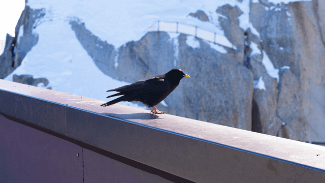 눈 덮인 산 위에 앉아 있는 까마귀