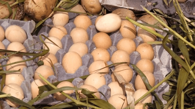 풀로 둘러싸인 달걀과 감자