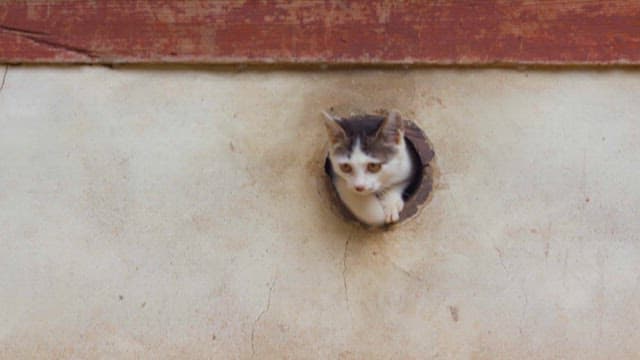 Cats Exploring an Outdoor Area