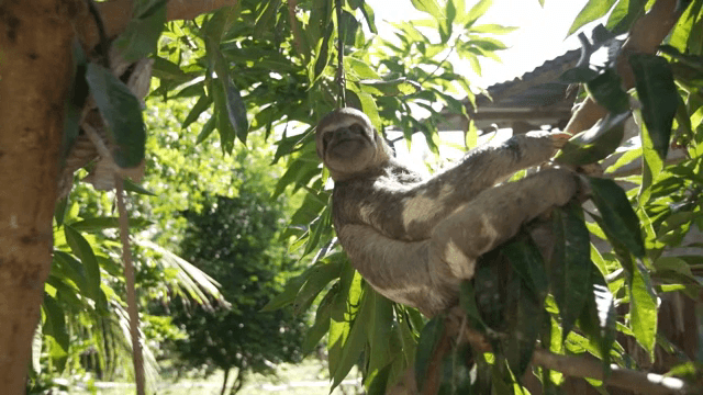 A sloth hanging on a tree branch