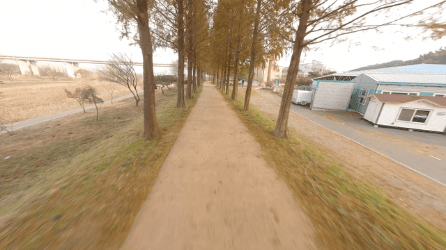Pathway lined with tall trees in a park