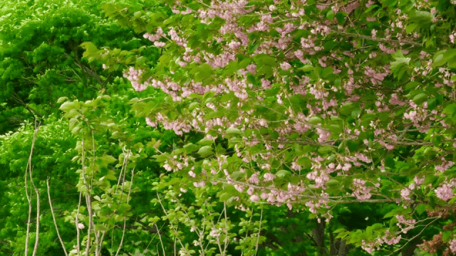 봄에 만개한 벚꽃과 초록잎