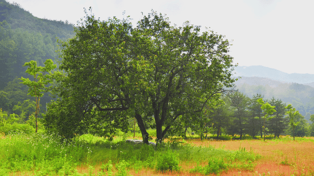 비 오는 날의 무성한 나무