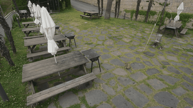 야외 빈 바비큐장과 고양이