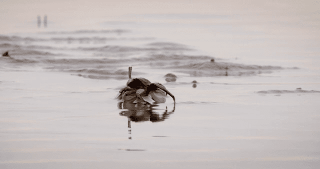 진흙 해안에서 움직이는 게들