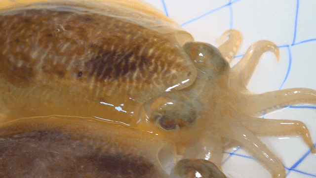Fresh cuttlefish on a white plate