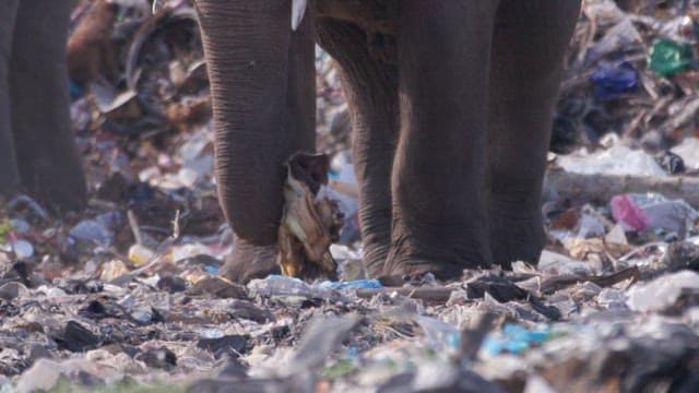 Elephant walking amidst a trash-filled area