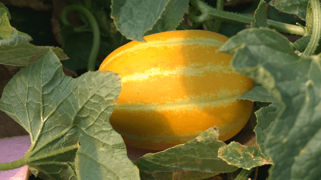 Ripe yellow Korean melons among green leaves