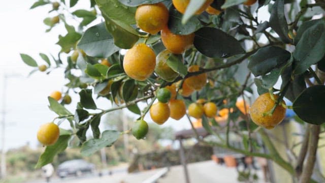 Greem Limes Hanging from a Tree Outdoors