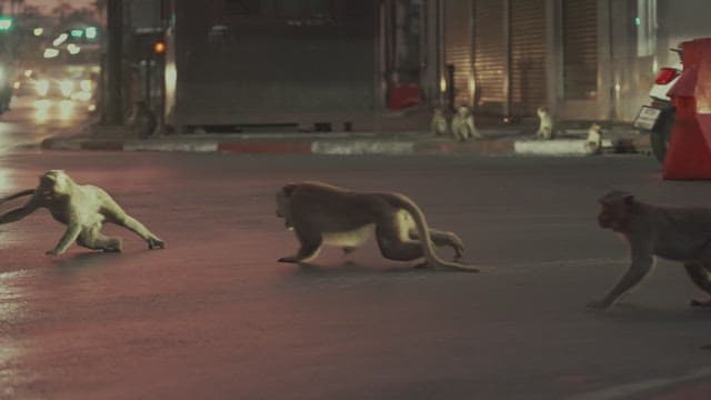 Monkeys Walking on the Street at Evening