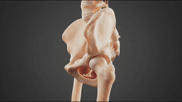 Detailed view of human pelvic bones
