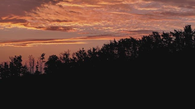 나무 실루엣 위로 지는 해