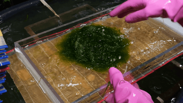 Seaweed placed on bamboo frame