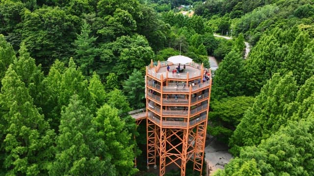 Observation tower surrounded by lush forest