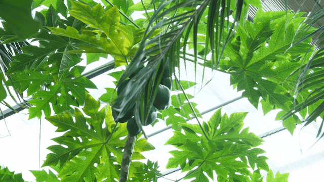 Green papayas growing in a greenhouse