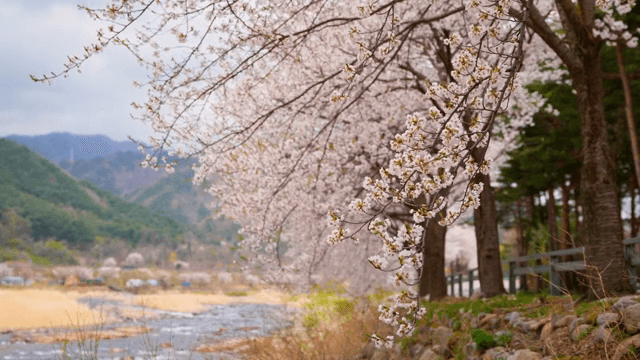 Cherry blossoms along a riverside path