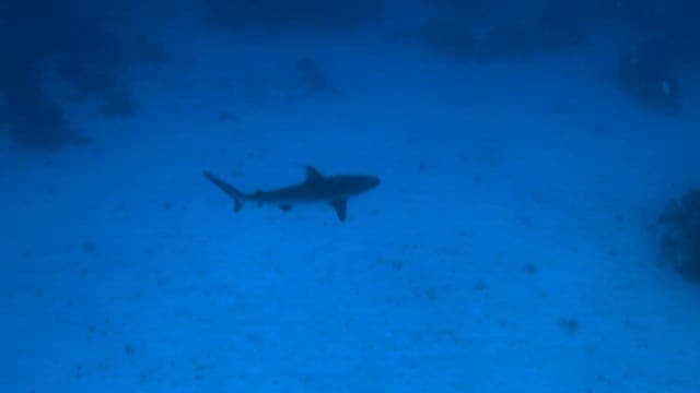 상어가 유영하는 평화로운 수중 풍경