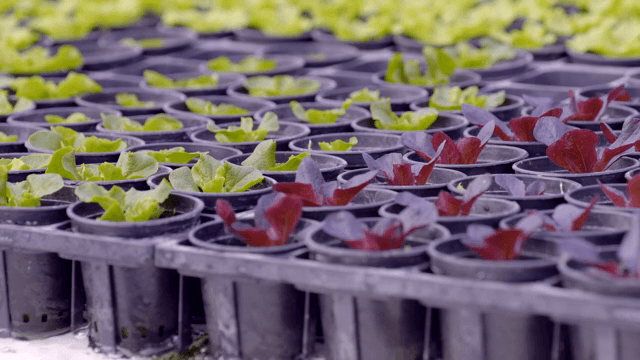 Hydroponic plants growing in a greenhouse