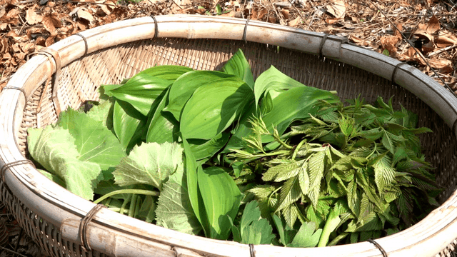 Freshly harvested wild greens in a basket