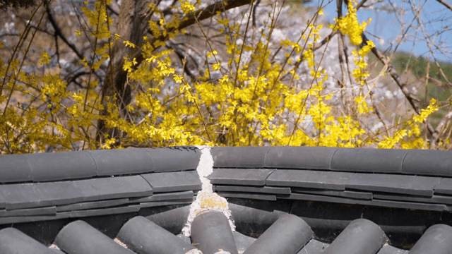 기와 지붕 근처에 핀 노란 꽃들