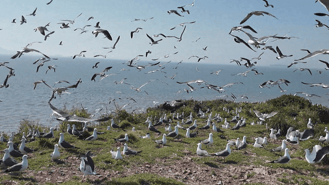 Seagulls flying over a coastal cliff