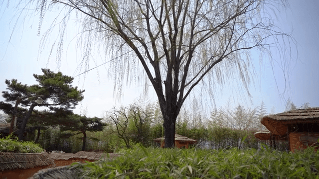 큰 버드나무가 있는 고요한 정원