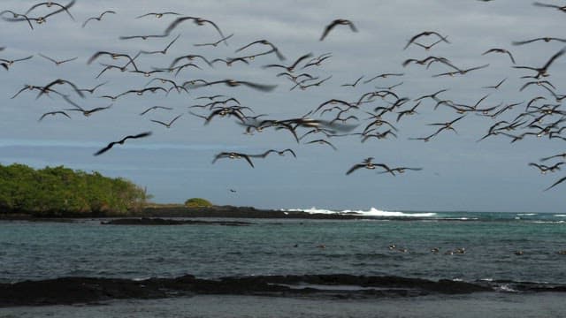 Flock of Birds Taking Flight by the Shore