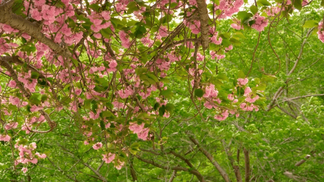 Pink cherry blossoms in full bloom