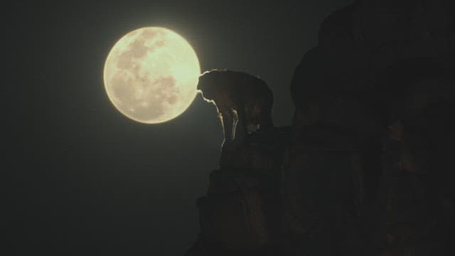 보름달 아래 바위에 앉아있는 원숭이