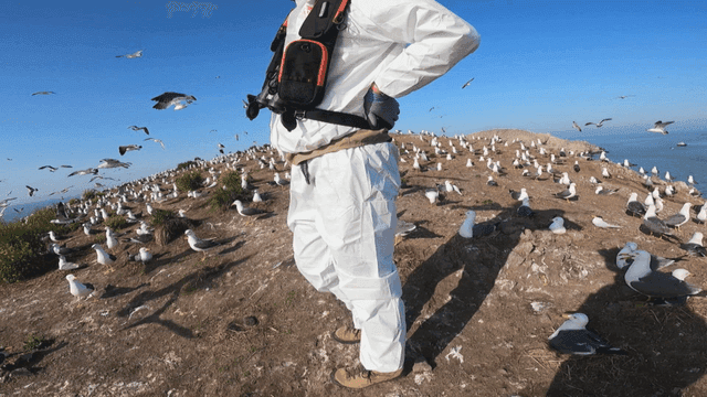 Person observing seagulls on a coastal hill