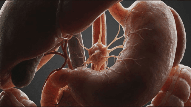 Detailed view of human internal organs