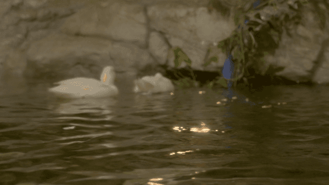 Ducks floating on pond water
