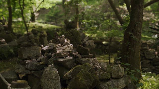 다양한 식생이 자라는 조용한 숲의 정원