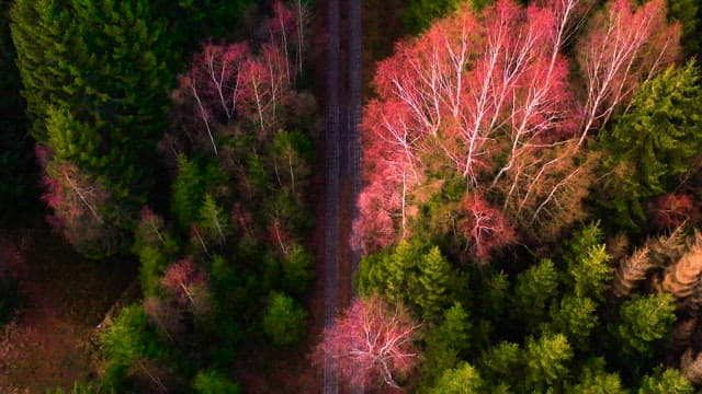 나무가 울창한 하르츠 국립공원 내 숲길